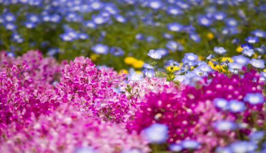 色覚障害の見え方とは？見えている色が同じとは限らない！色覚異常